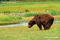 Orso Grizzly 68-24-07